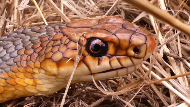 Caspian whipsnake (Coluber caspius or Dolichophis caspius) the largest snake in Europe. Length more than 2 meters. Crawls fast, swims well, climbs trees! Agrassive, but not poisonous.
