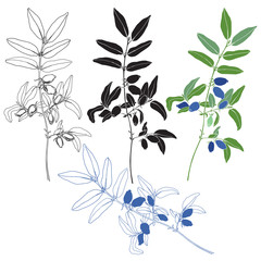Honeysuckle berries on the branch. Hand drawn vector set, isolated elements for design on white background. Silhouette and outline.