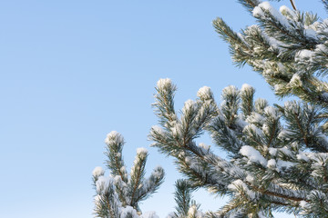 Pine tree twigs covered with snow over blue sky