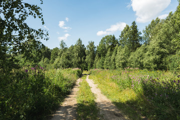 Fototapeta na wymiar Rural road through summer forest