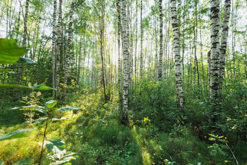 Sunlight coming through the trees in a birch forest