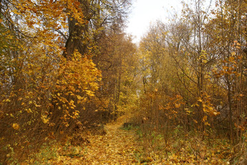 Autumn yellow forest and gray autumn sky