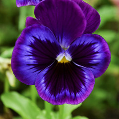 flower pansies in its natural shades