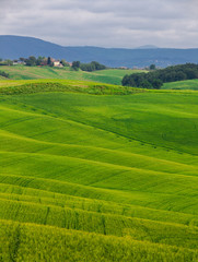 Fototapeta na wymiar Pastoral green field with long shadows in Tuscany, Italy