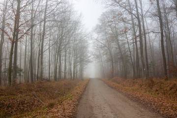 Gravel road through an autumn foggy forest
