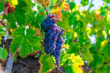 Big cluster of blue grapes on a branch close up