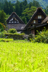 Obraz na płótnie Canvas 伝統的日本の山里。収穫の季節。白川　岐阜　日本。８月下旬。