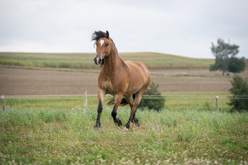 Tinker - Haflinger Mix