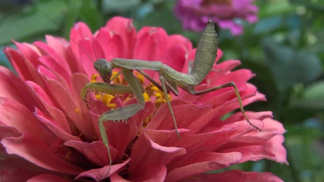 Empusa is a genus of mantises in the family Empusidae