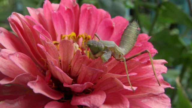 Empusa is a genus of mantises in the family Empusidae