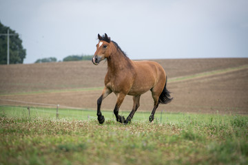 Fototapeta premium Tinker - Haflinger Mix