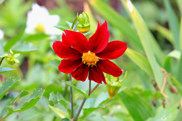 riot of flowers in the summer park