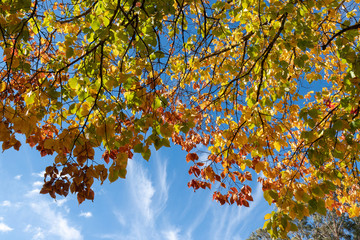 Green and yellow leaves with blue sky on the background.