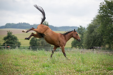 Quarter Horse Mix