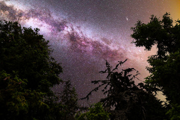 Obraz na płótnie Canvas Purple Milky way falling stars pine trees silhouette