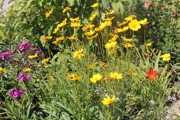 Large group of yellow flowers of lance-leaved coreopsis (Coreopsis lanceolata) on flowerbed