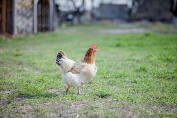 chicken in grass on a farm. Orange chicken hen that is out for a walk on the grass