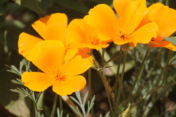 Obraz na płótnie Canvas California Poppy (Eschscholzia californica) orange flowers close-up in garden