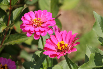 Obraz premium Pink elegant zinnia flowers in garden