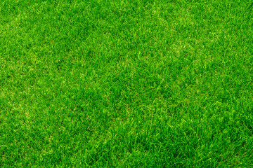 texture background of green lawn grass