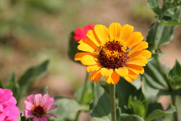 Bright yellow elegant zinnia flower in garden