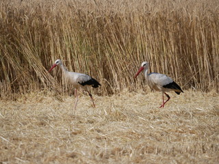 Zwei Störche im Feld