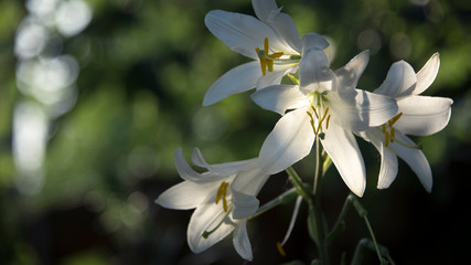 White, delicate flower with a pungent odor.Lily, close-up.White lily in full juice.The bright rays of the sun illuminate the gentle, charming God's creation.A gentle, elegant image.