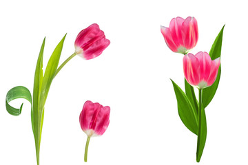 spring flowers tulips