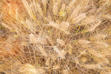 cereals under the soft light of the sunset