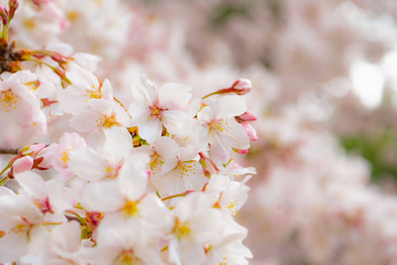 春満開の桜 花見