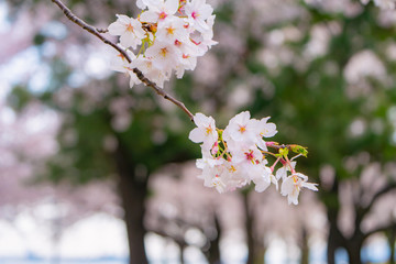 桜 花見