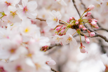 春満開の桜 花見