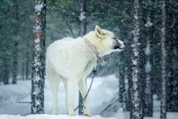 white dog winter on the chain