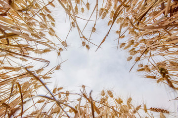 oat field under the soft light of sunset