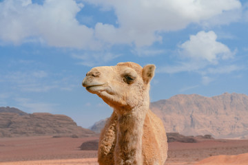 A close up portrait of a smiling camel in Wadi Rum, Jordan.