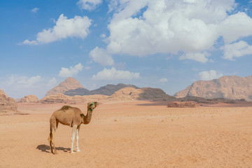 A lone camel standing in Wadi Rum desert, Jordan.