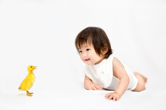 白背景前でハイハイしながらアヒルの子と遊ぶ女の子の赤ちゃん。幸せ,愛情,赤ちゃん,育児イメージ