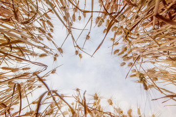 oat field under the soft light of sunset