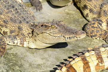 Freshwater crocodile, Siamese crocodile (Crocodylus siamensis).