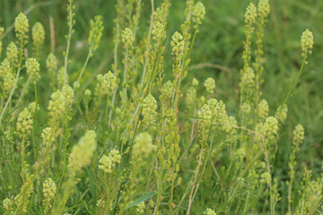 Reseda lutea, the yellow mignonette or wild mignonette flower