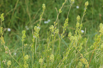 Fototapeta na wymiar Reseda lutea, the yellow mignonette or wild mignonette flower