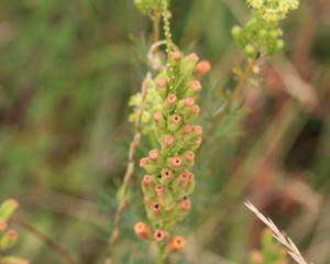 Reseda lutea, the yellow mignonette or wild mignonette flower