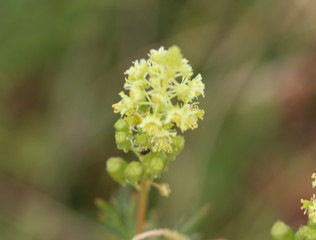 Reseda lutea, the yellow mignonette or wild mignonette flower