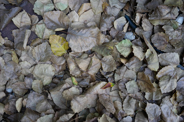 Dry leaf in autumn