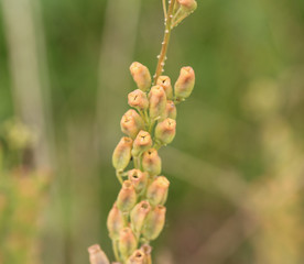 Reseda lutea, the yellow mignonette or wild mignonette flower