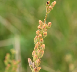 Reseda lutea, the yellow mignonette or wild mignonette flower
