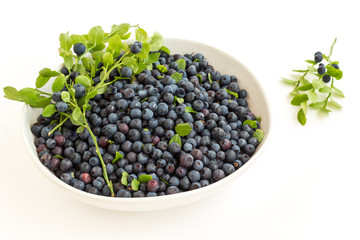 Forest blueberries with green leaves in a bowl on a white background.