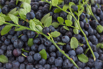 Forest blueberries with green leaves on a white background.