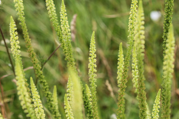 Reseda luteola, known as dyer's rocket, dyer's weed, weld, woold, and yellow weed