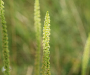 Reseda luteola, known as dyer's rocket, dyer's weed, weld, woold, and yellow weed